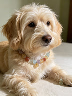 Rainbow Multi-Gem Healing Crystal Pet Collar – Chakra Balancing & Calming Necklace for Cats and Dogs, Auspicious Healing Gemstone Beads, Customizable