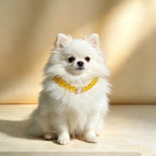 Citrine Wealth & Healing Pet Collar with Matching Owner Bracelet, Calming White Crystal Necklace, Positive Energy & Good Luck Beaded Necklace for Cats, Dogs & Small Pets