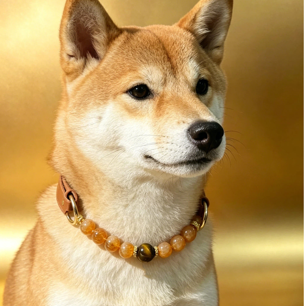 Solar Golden Citrine Beaded Dog Collar & Matching Owner Bracelet | Attract Wealth & Good Luck for the Whole Family