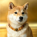 Solar Golden Citrine Beaded Dog Collar & Matching Owner Bracelet | Attract Wealth & Good Luck for the Whole Family